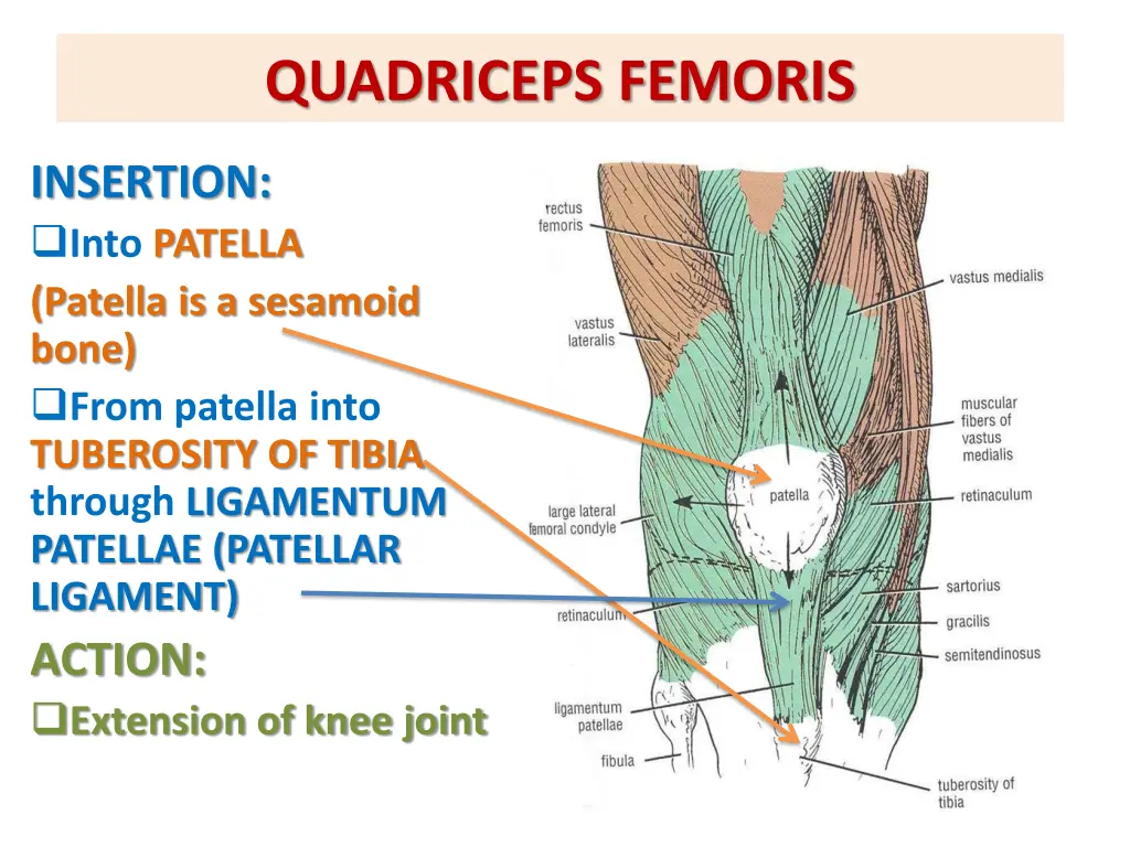 quadriceps femoris 1