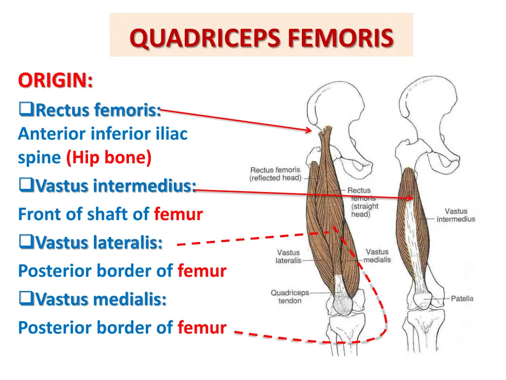 quadriceps femoris