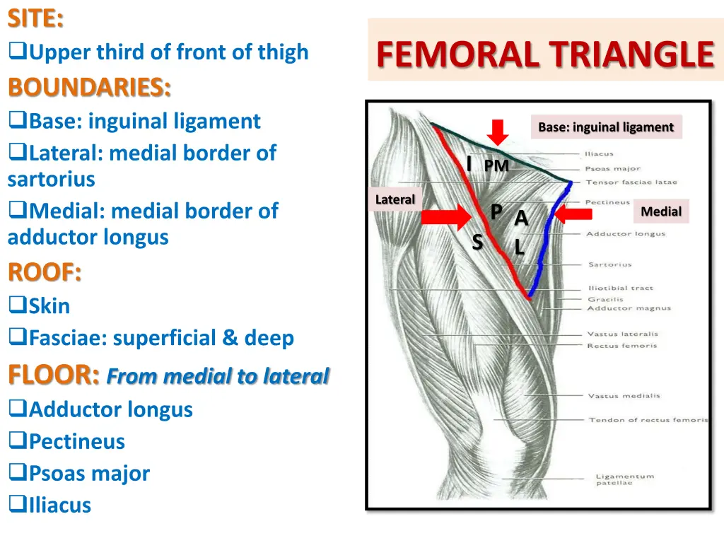 site upper third of front of thigh boundaries