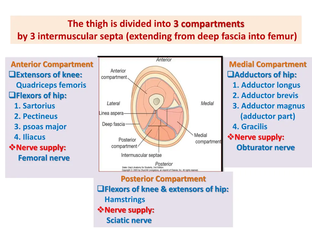 the thigh is divided into 3 compartments