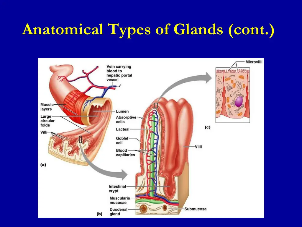anatomical types of glands cont