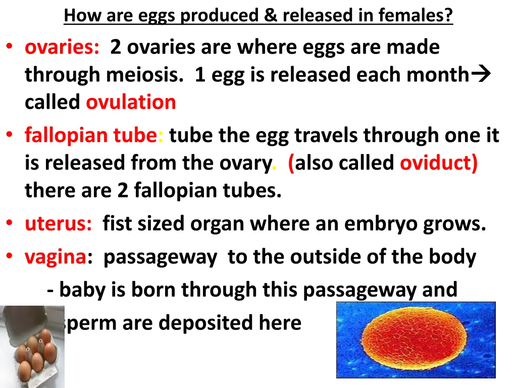 how are eggs produced released in females ovaries