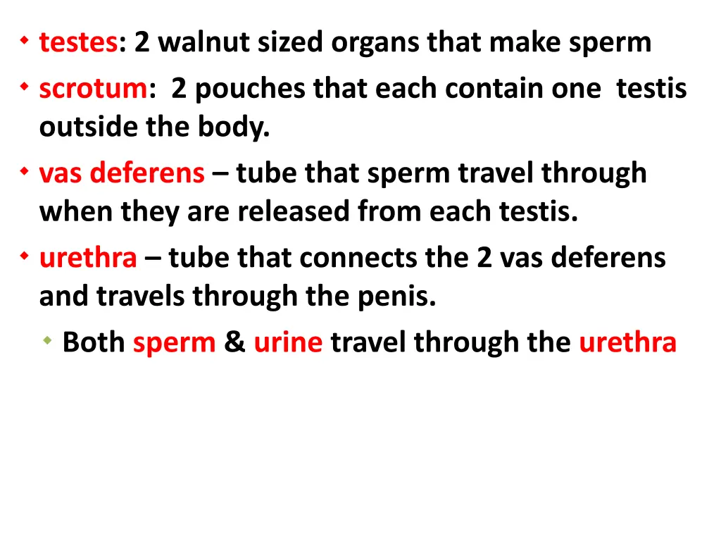testes 2 walnut sized organs that make sperm