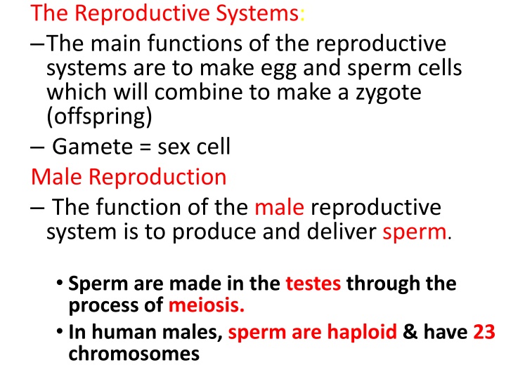 the reproductive systems the main functions