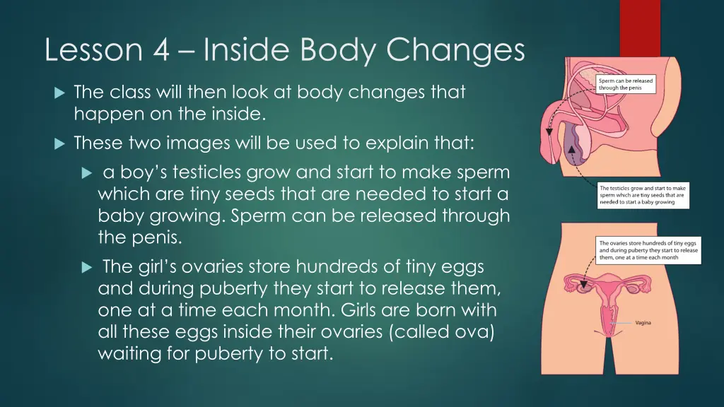 lesson 4 inside body changes