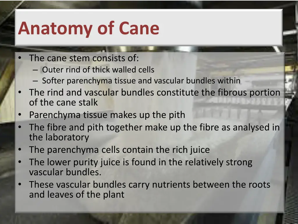 anatomy of cane