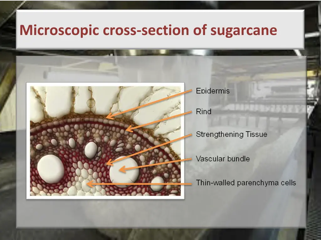 microscopic cross section of sugarcane