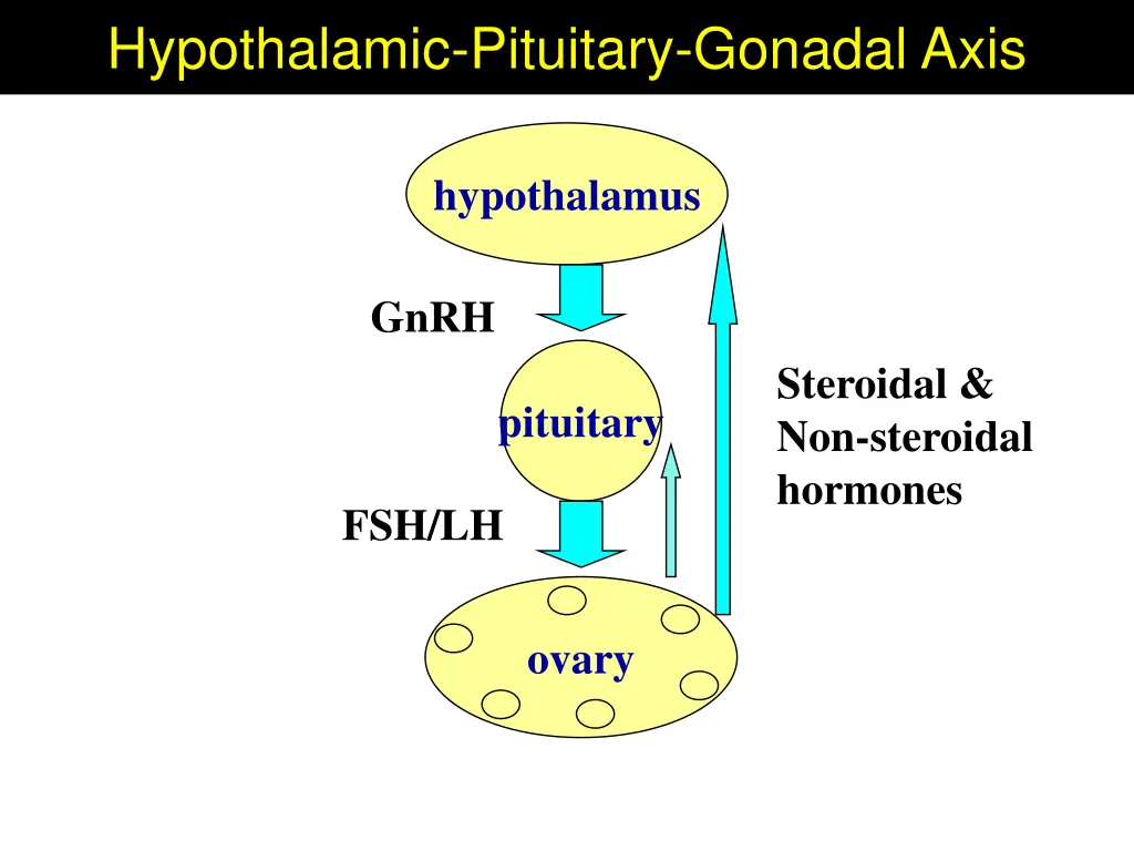 hypothalamic pituitary gonadal axis