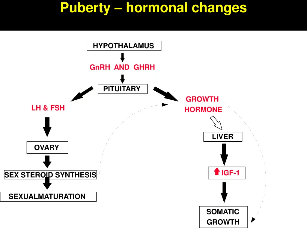 puberty hormonal changes 4