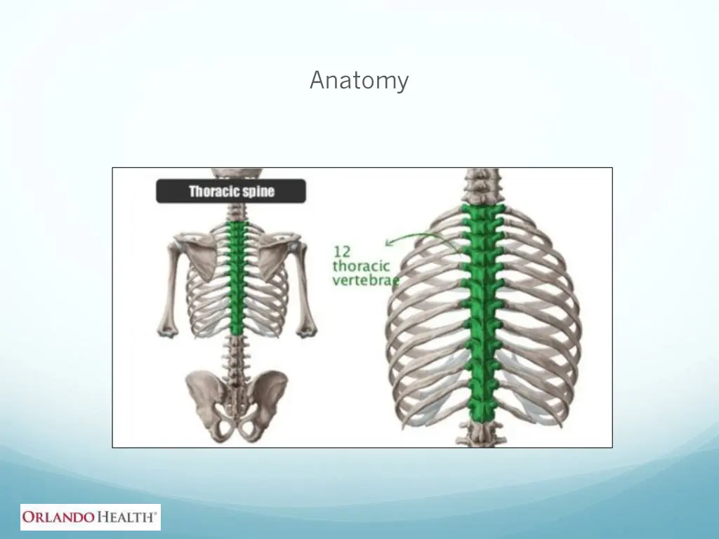 anatomy 1