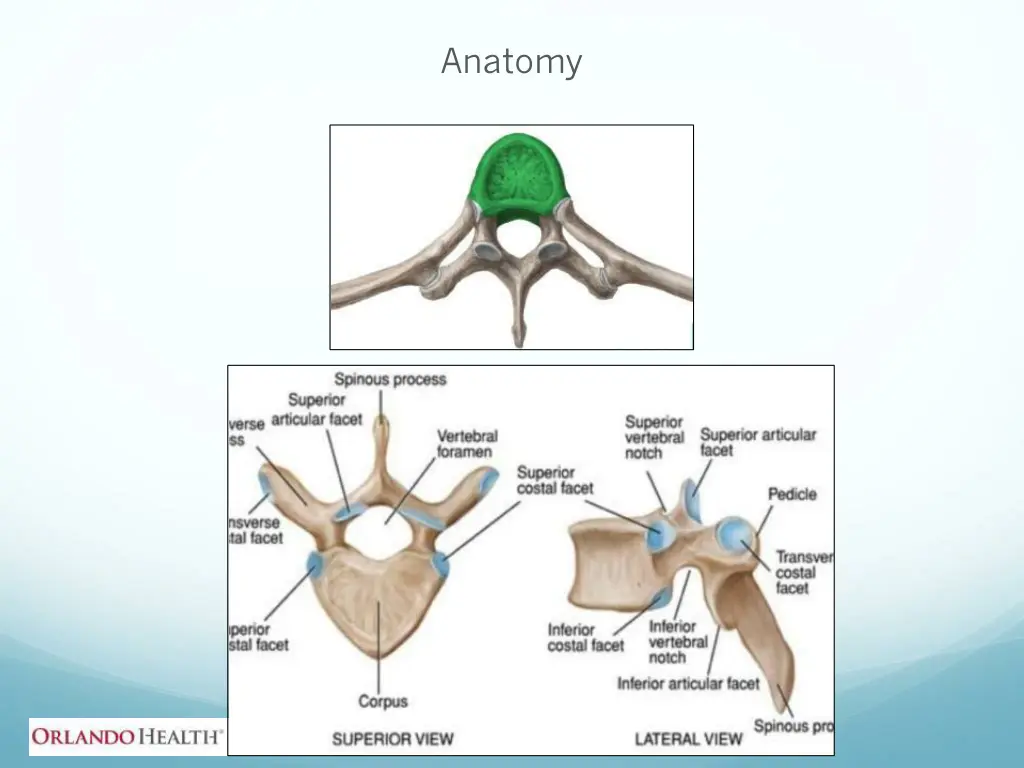 anatomy 2