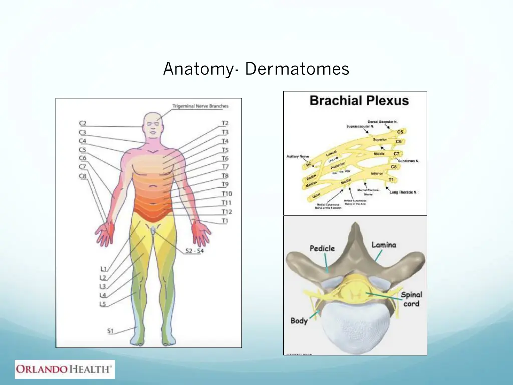 anatomy dermatomes