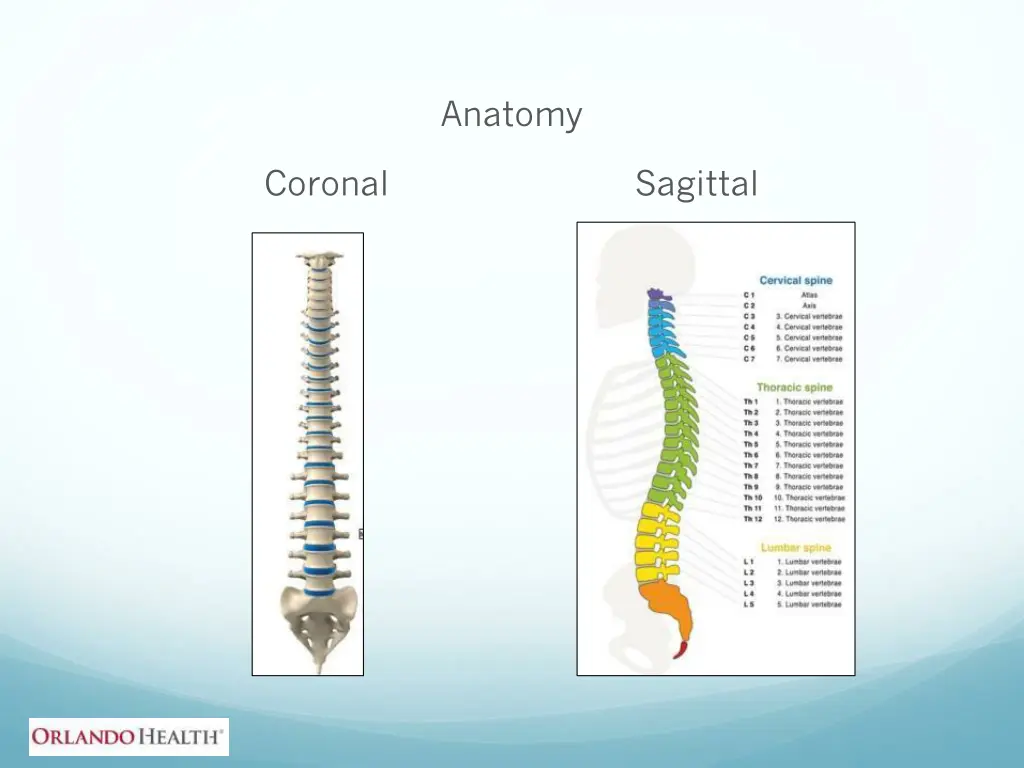 anatomy