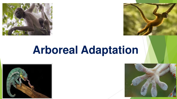 arboreal adaptation