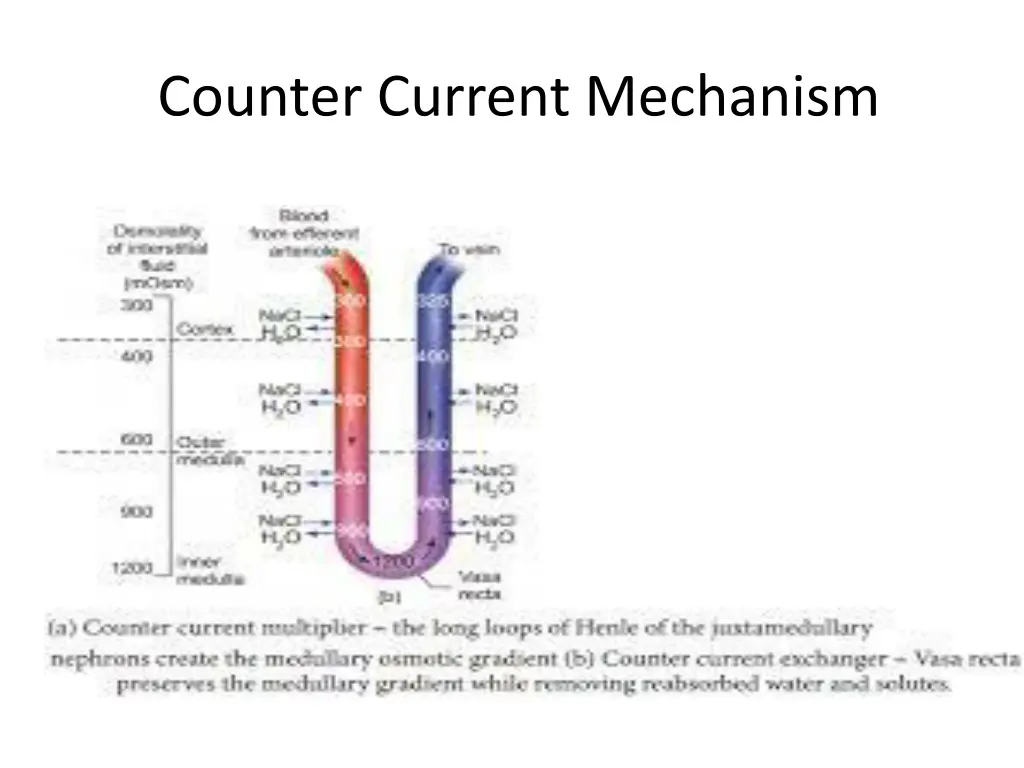 counter current mechanism 1