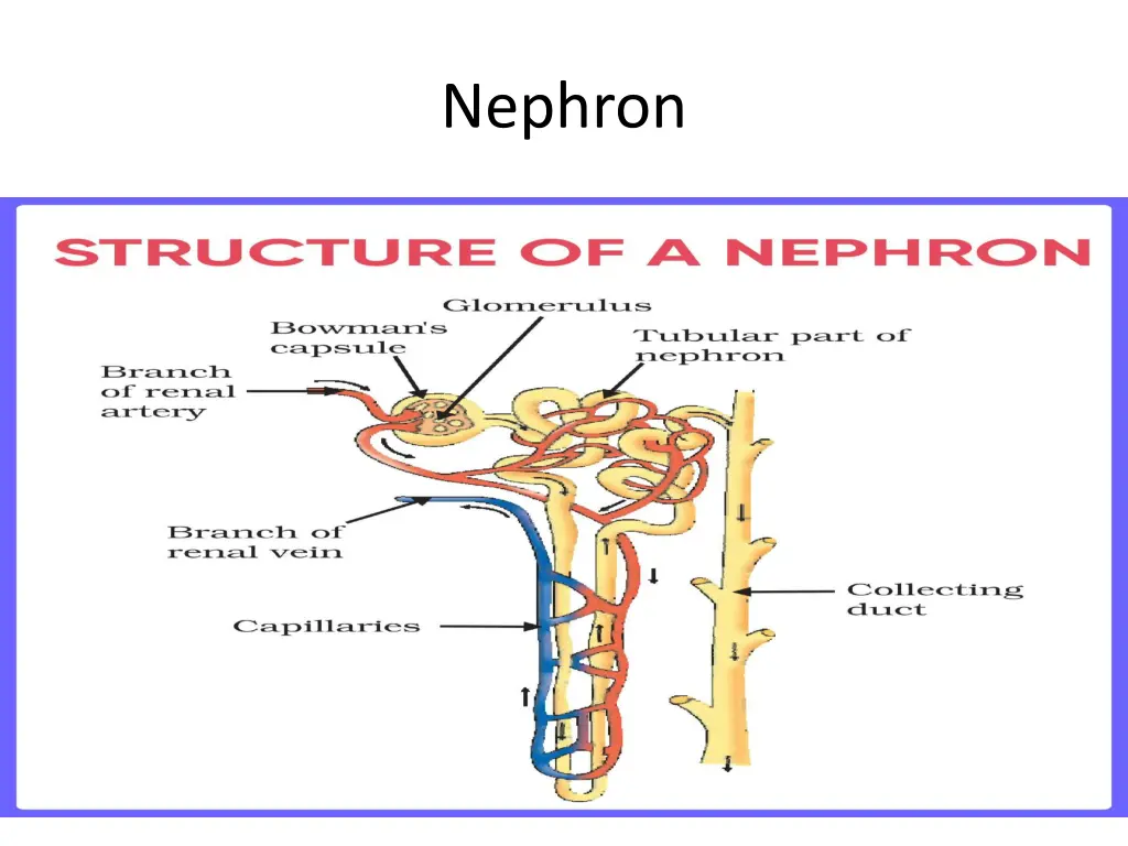 nephron