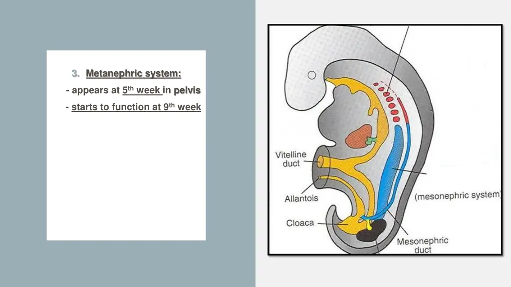 3 metanephric system