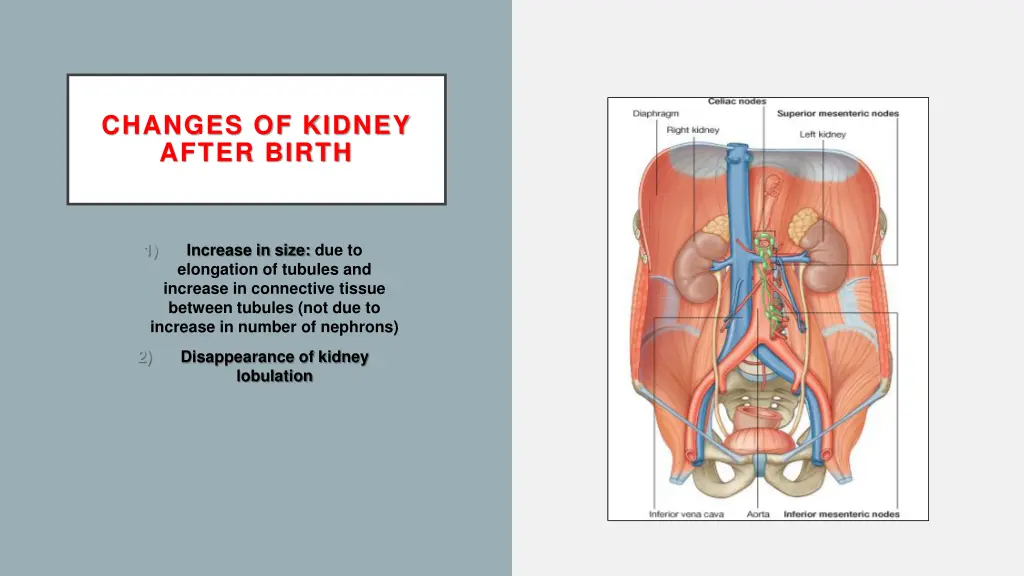 changes of kidney after birth