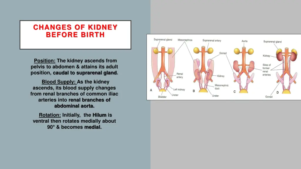changes of kidney before birth