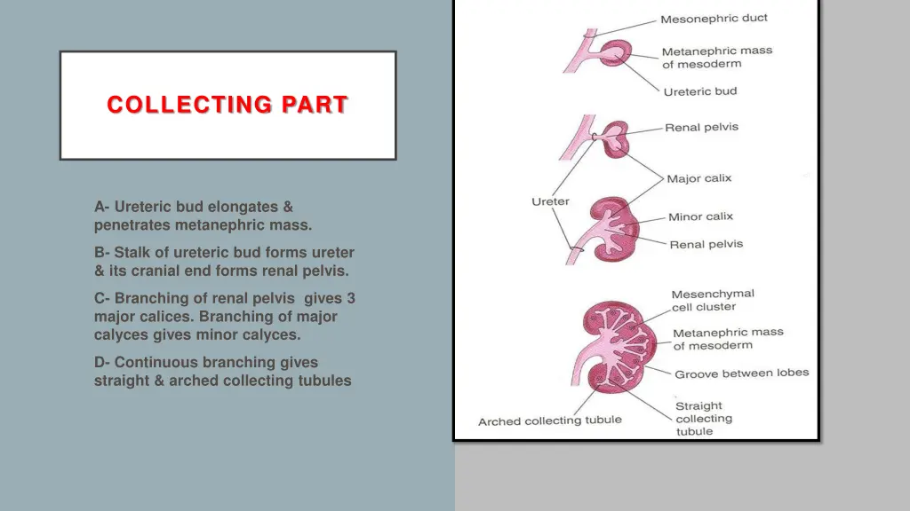 collecting part