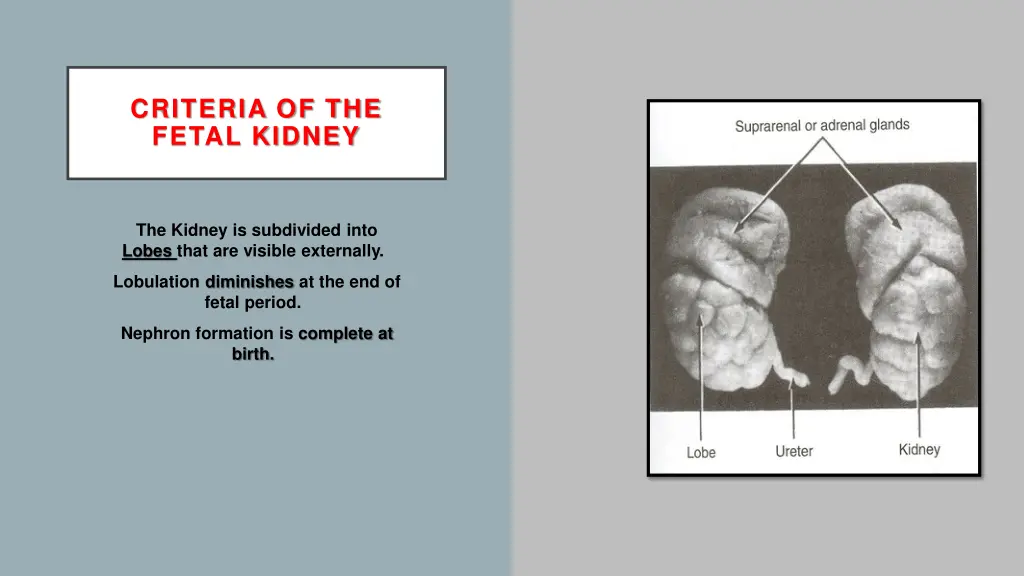 criteria of the fetal kidney