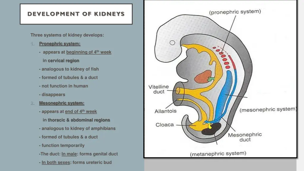 development of kidneys