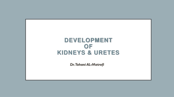 development of kidneys uretes