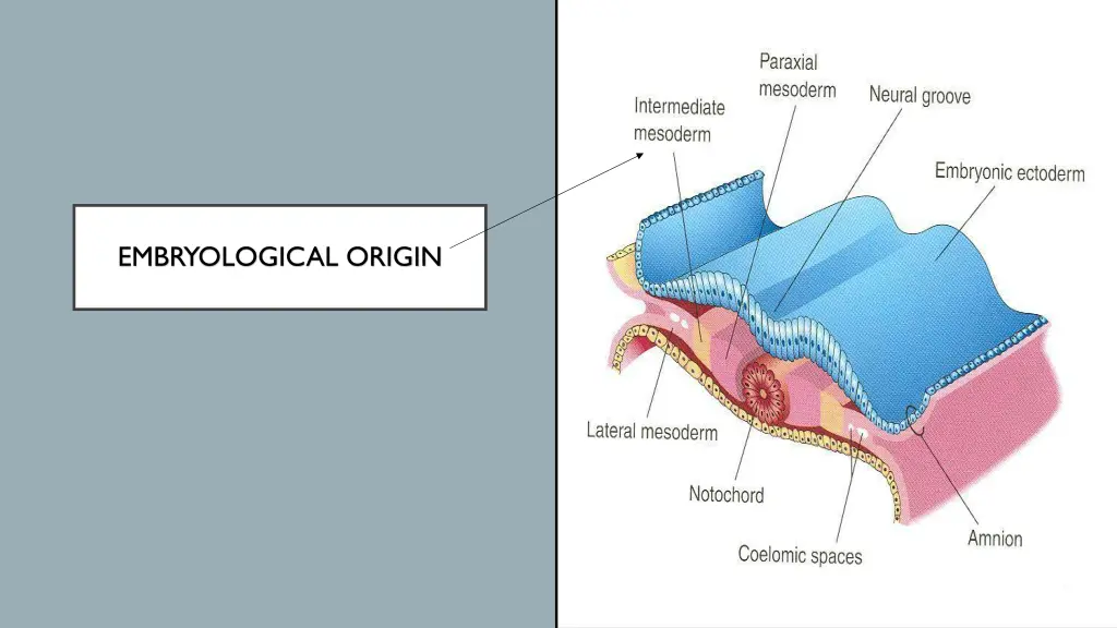 embryological origin