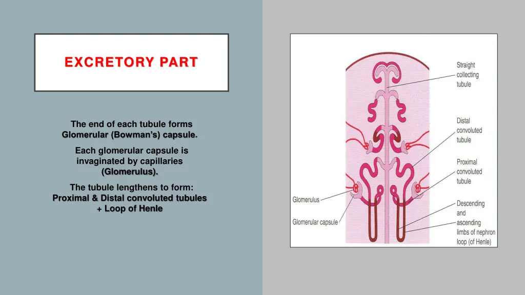 excretory part 1