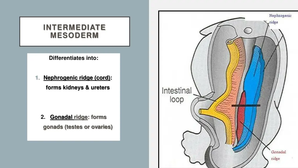 intermediate mesoderm