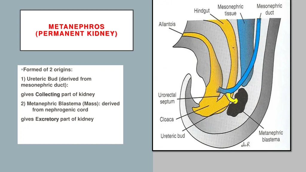 metanephros permanent kidney
