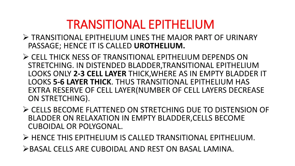 transitional epithelium transitional epithelium