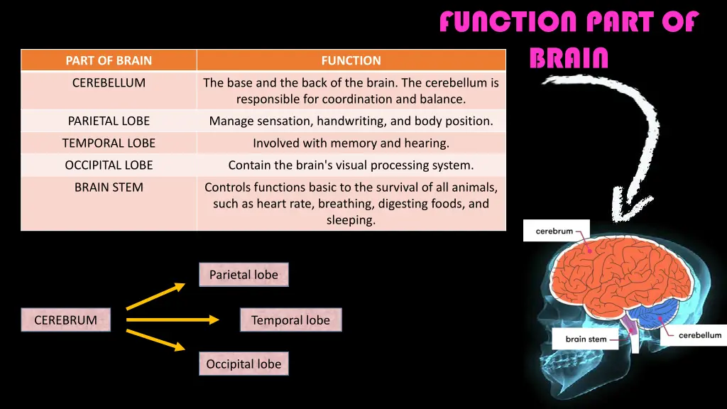 function part of brain