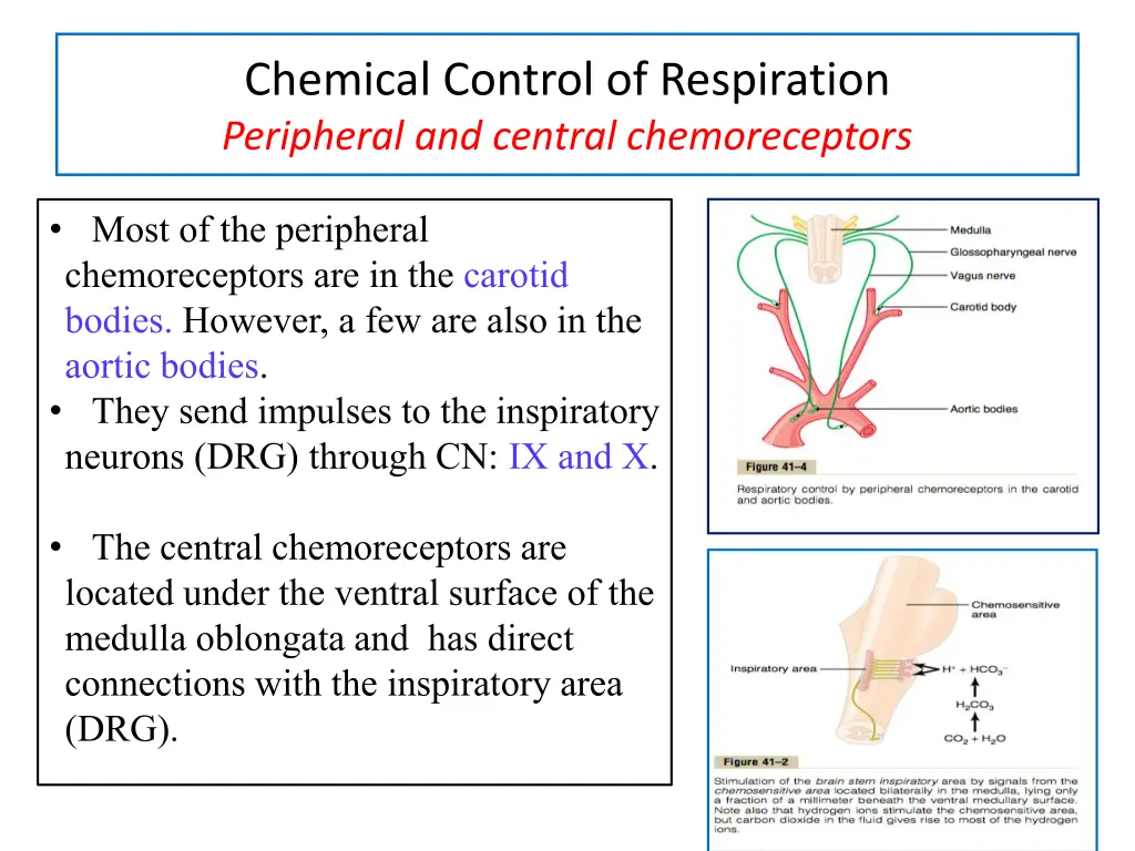 chemical control of respiration peripheral