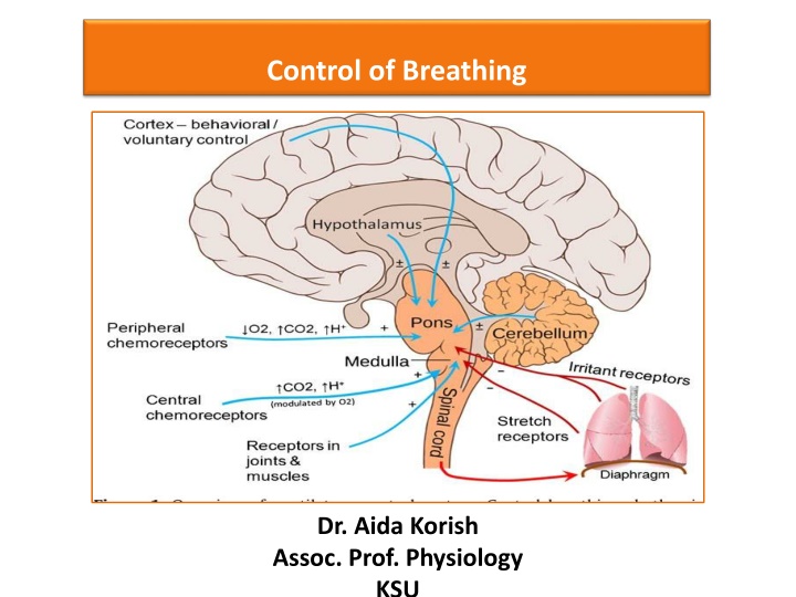 control of breathing