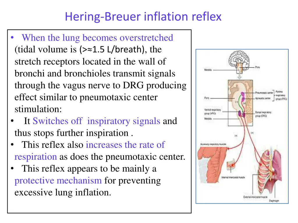 hering breuer inflation reflex