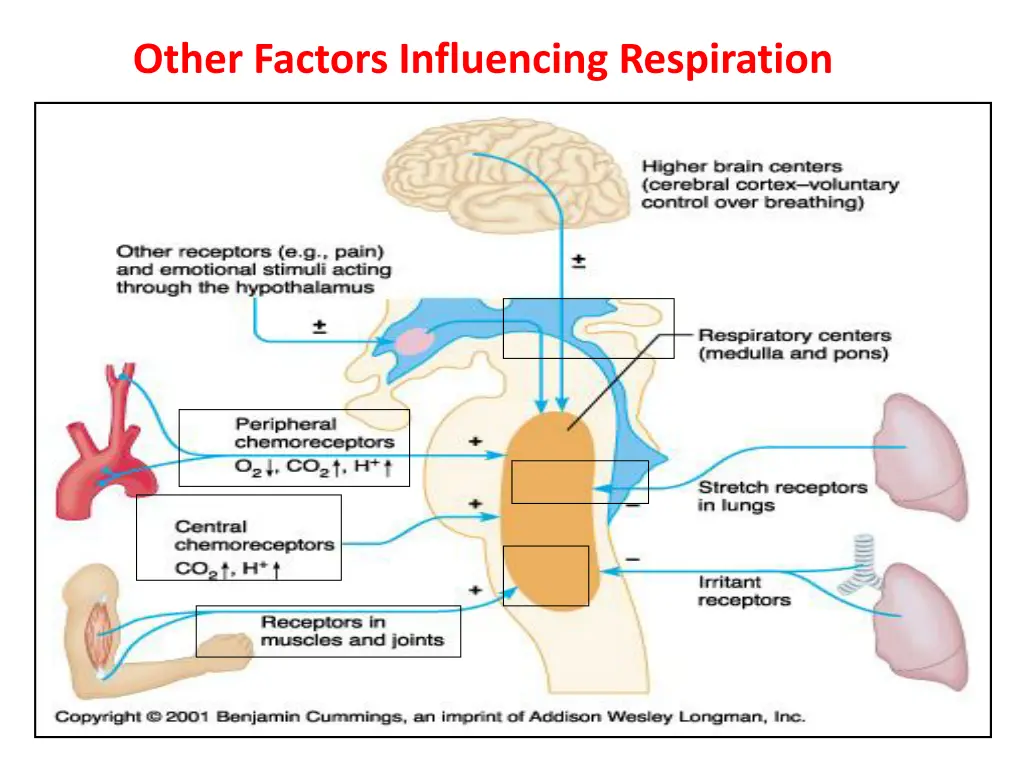 other factors influencing respiration