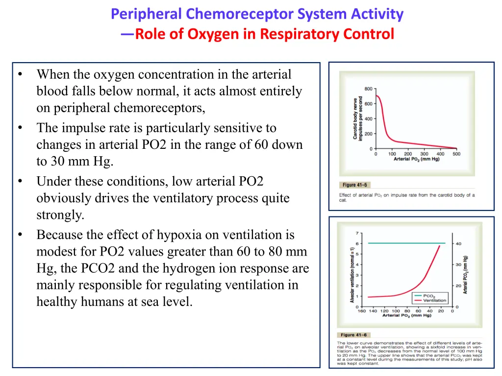 peripheral chemoreceptor system activity role