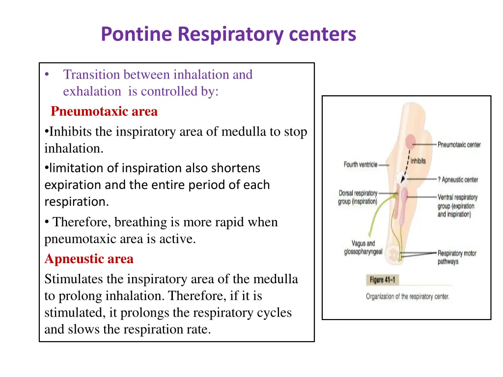 pontine respiratory centers