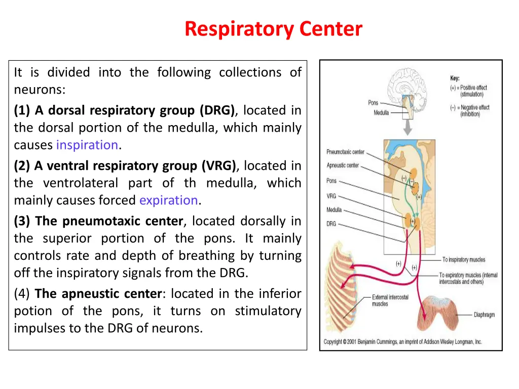 respiratory center