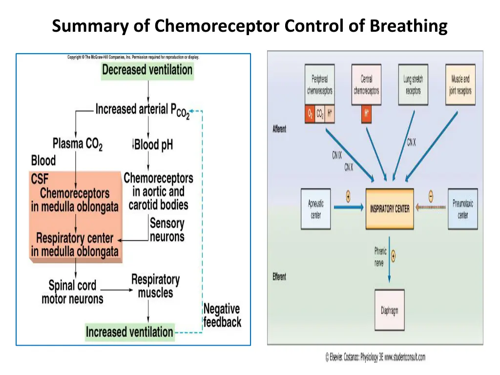 summary of chemoreceptor control of breathing