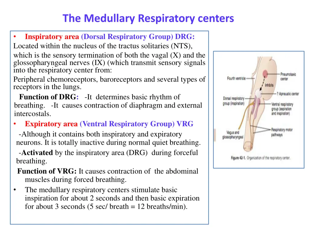the medullary respiratory centers