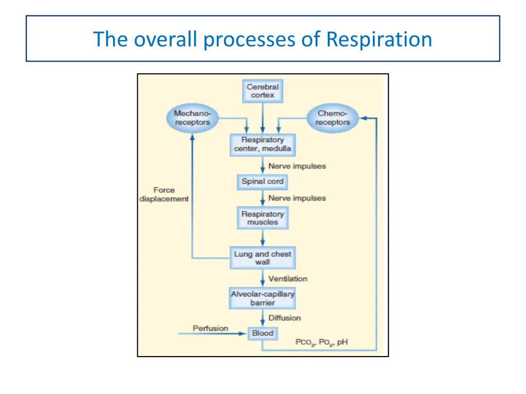 the overall processes of respiration