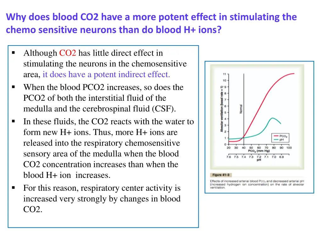 why does blood co2 have a more potent effect