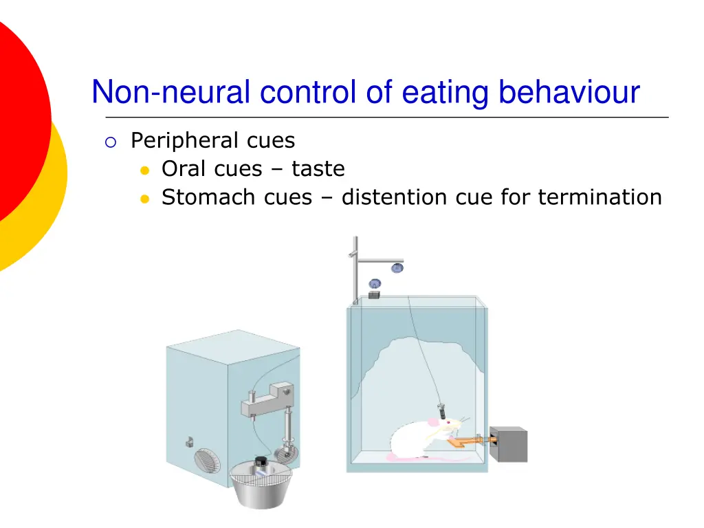 non neural control of eating behaviour