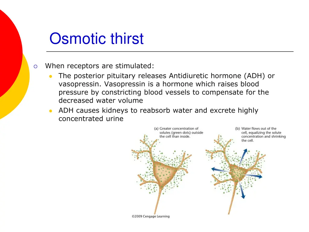 osmotic thirst 2