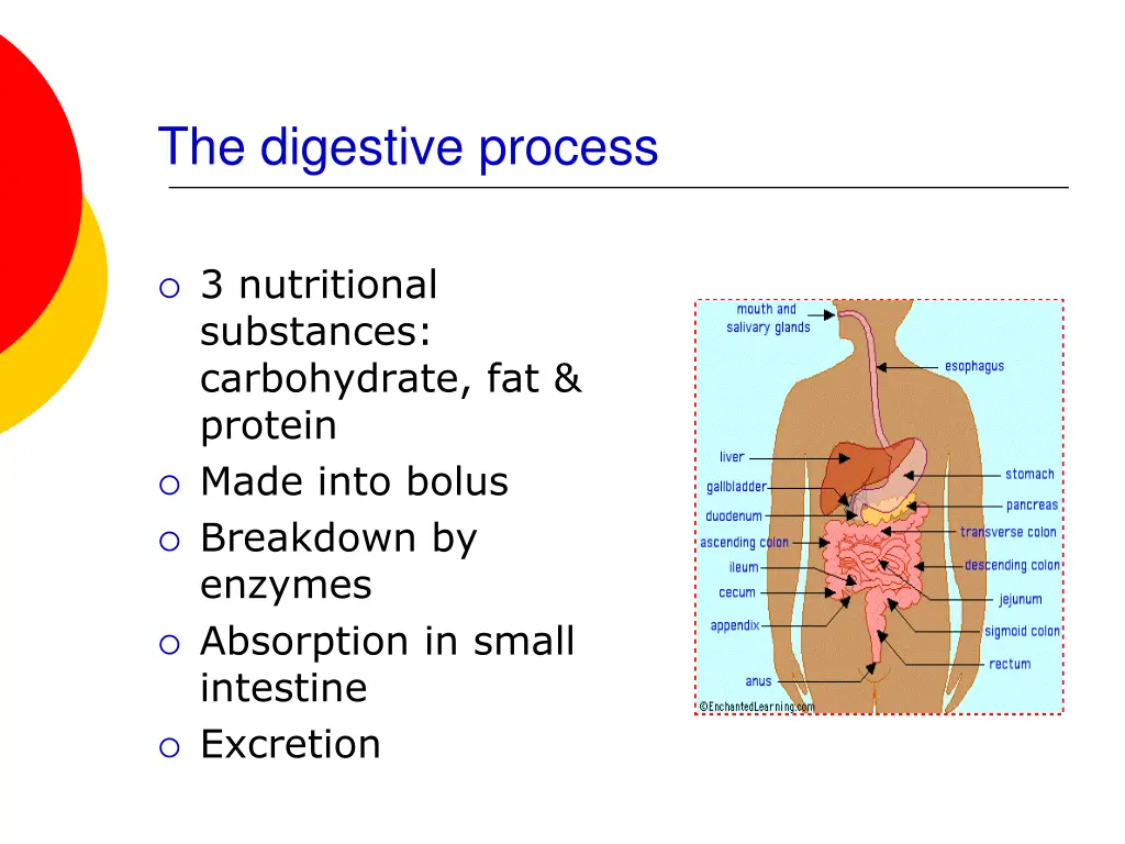 the digestive process