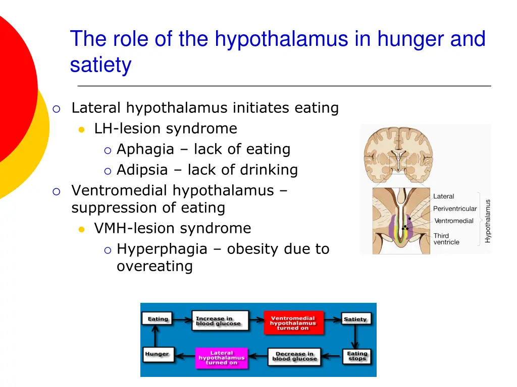 the role of the hypothalamus in hunger and satiety