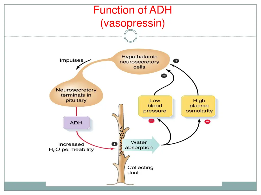 function of adh vasopressin