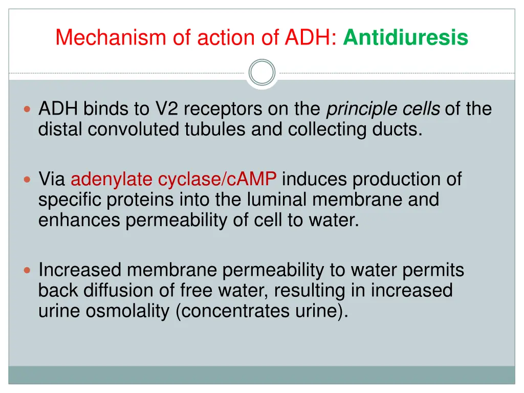 mechanism of action of adh antidiuresis